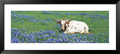 Texas Longhorn Cow Sitting On A Field, Hill County, Texas, Usa by Panoramic Images Pricing Limited Edition Print image
