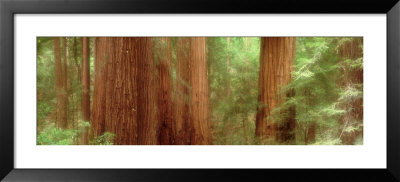 Redwood Trees, Muir Woods, California, Usa by Panoramic Images Pricing Limited Edition Print image