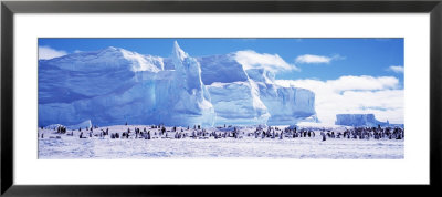 Emperor Penguin Colony, Ruser-Larsen Ice Shelf, Weddell Sea, Antarctica by Panoramic Images Pricing Limited Edition Print image