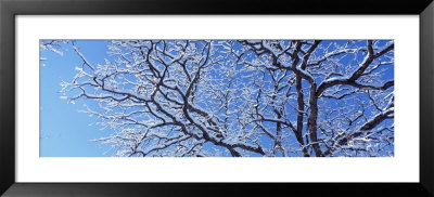 Snow Covered Tree, Lincoln Park, Chicago, Illinois, Usa by Panoramic Images Pricing Limited Edition Print image