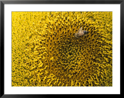Bee On Sunflower, Thailand by John & Lisa Merrill Pricing Limited Edition Print image