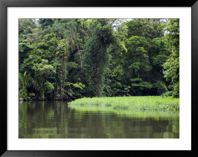 On The Back Waters At Tortuguero, Costa Rica, Central America by R H Productions Pricing Limited Edition Print image
