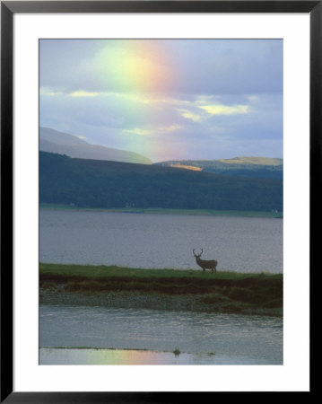 Rainbow Over Loch Linnhe Western Highlands With Red Deer, Scotland by David Boag Pricing Limited Edition Print image
