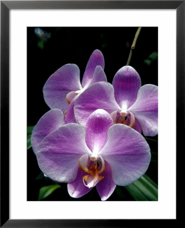 Mountain Pine Ridge Rainforest, Cayo District, Belize by Greg Johnston Pricing Limited Edition Print image