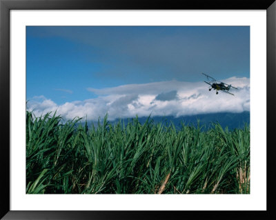 The Sugar Cane Crop, Kauai, Hawaii, Usa by Lawrence Worcester Pricing Limited Edition Print image