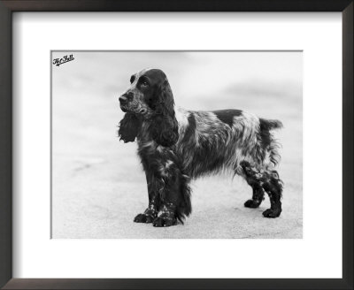 Tracey Witch Of Ware Crufts, Best In Show, 1948 And 1950 by Thomas Fall Pricing Limited Edition Print image