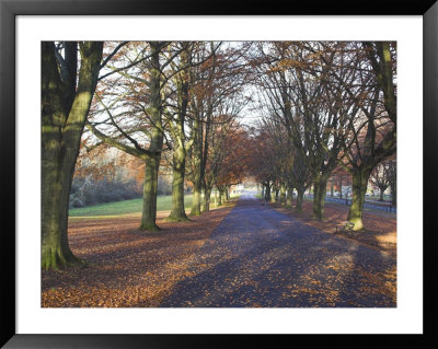 Clifton Downs, Bristol, England, United Kingdom by Charles Bowman Pricing Limited Edition Print image