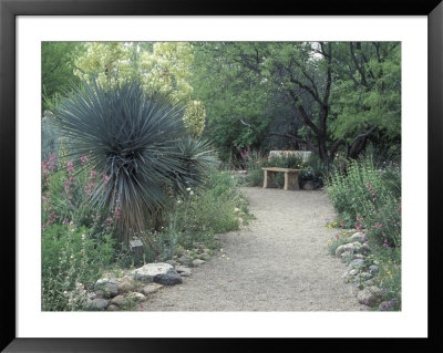 Tucson Botanical Gardens, Tucson, Arizona, Usa by Jamie & Judy Wild Pricing Limited Edition Print image
