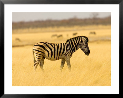 Zebra In Golden Grass At Namutoni Resort, Namibia by Joe Restuccia Iii Pricing Limited Edition Print image