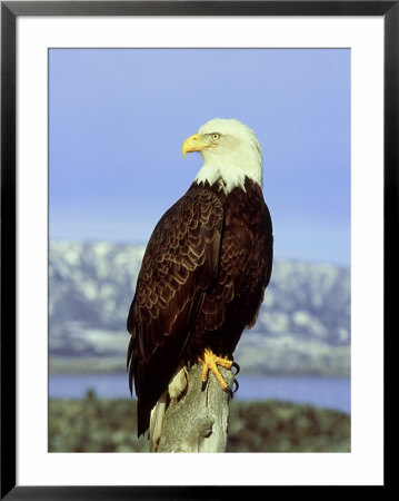 Bald Eagle On Post, Usa by David Tipling Pricing Limited Edition Print image