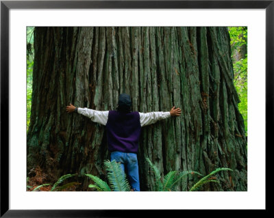 Giant Tree At Jedediah Smith Redwood State Park, California, Usa by Mark Newman Pricing Limited Edition Print image
