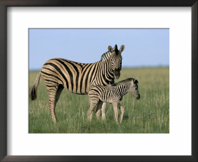Burchell's (Plains) Zebra And Newborn Foal (Equus Burchelli), Etosha National Park, Namibia, Africa by Steve & Ann Toon Pricing Limited Edition Print image