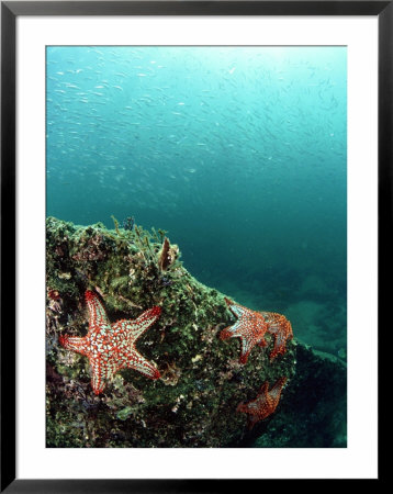 Starfish, And Sardine Panorama, Mexico by Tobias Bernhard Pricing Limited Edition Print image