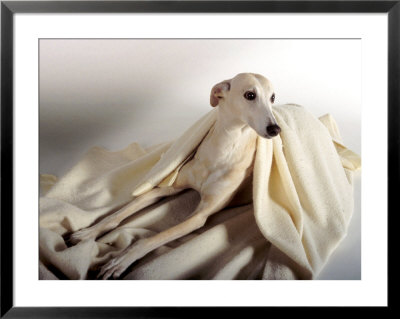 Polish Hound On Blanket by Henryk T. Kaiser Pricing Limited Edition Print image