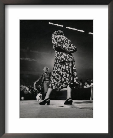 Woman Handler Showing Toy Poodle For Judge At Westminster Kennel Club Show At Madison Square Garden by Gjon Mili Pricing Limited Edition Print image
