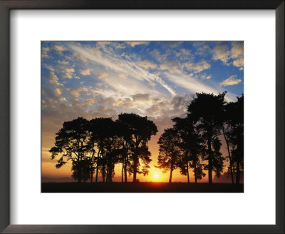 Sunset View With Silhouetted Trees, Muritz National Park, Germany by Norbert Rosing Pricing Limited Edition Print image