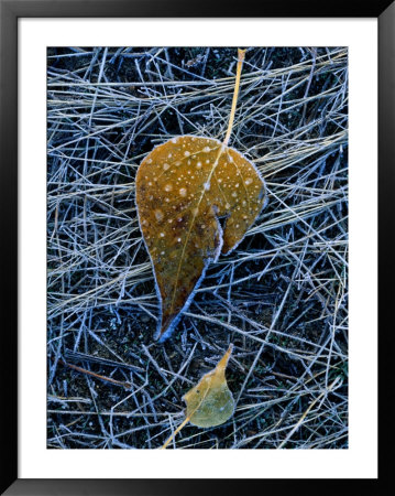 Aspen Leaves by Phil Schermeister Pricing Limited Edition Print image