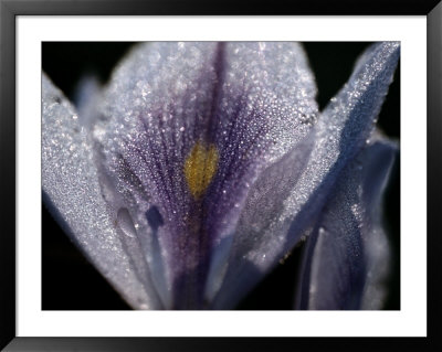 Dew-Ladened Flower Petals by Chris Johns Pricing Limited Edition Print image