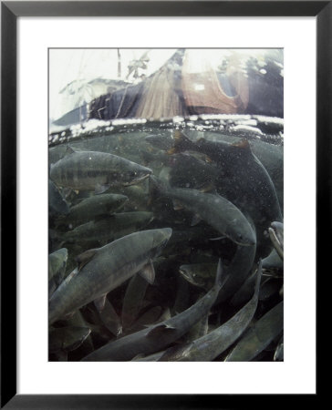 A Fishing Boat Pulls In A Seine Net Filled With Chum Salmon by Bill Curtsinger Pricing Limited Edition Print image