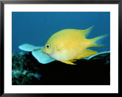 A Golden Damselfish by Wolcott Henry Pricing Limited Edition Print image