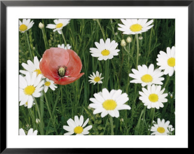 View Of A Single Poppy In A Field Of Daisies by Paul Zahl Pricing Limited Edition Print image