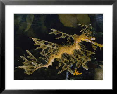 Leafy Sea Dragon by Paul Zahl Pricing Limited Edition Print image