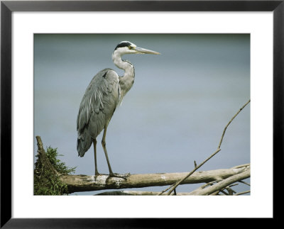 Graceful Gray Heron Standing On A Log by Klaus Nigge Pricing Limited Edition Print image