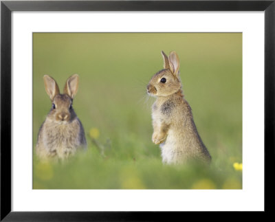Rabbit, Youngsters Outside Burrow, Scotland by Mark Hamblin Pricing Limited Edition Print image