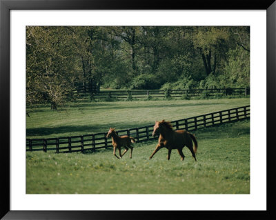 A Horse And Its Colt Run Through A Field by Dick Durrance Pricing Limited Edition Print image