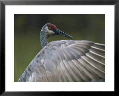 A Sandhill Crane Peers Over Its Unfurled Wing by Randy Olson Pricing Limited Edition Print image