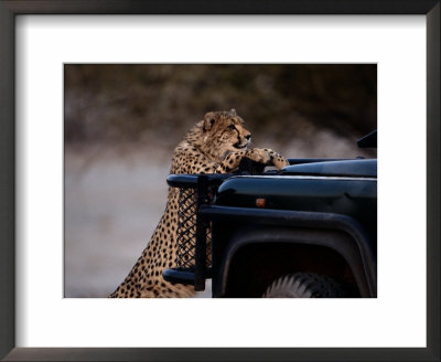 An African Cheetah Leans On A Tourist Vehicle While Waiting Expectantly For Food by Chris Johns Pricing Limited Edition Print image