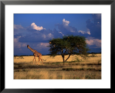 Reticulated Giraffe (Giraffa Camelopardalis Reticulatea) On Plain, Samburu National Reserve, Kenya by Mitch Reardon Pricing Limited Edition Print image