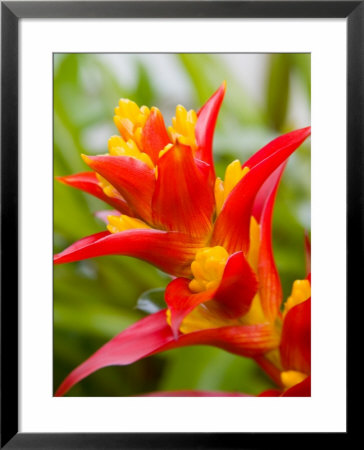 Red And Yellow Bromeliad, San Francisco, California, Usa by Julie Eggers Pricing Limited Edition Print image