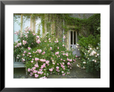 Rosa, Pink Flowers Divided By A Path And Wooden Door And Spreading Over A Bench, Worcester by Mark Bolton Pricing Limited Edition Print image