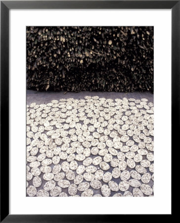 Drying Rice Cakes, Mekong Delta, Vietnam by Keren Su Pricing Limited Edition Print image