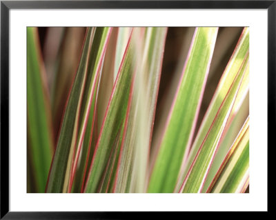 Ornamental Grass, Close-Up Of Variegated Leaves by Fiona Mcleod Pricing Limited Edition Print image