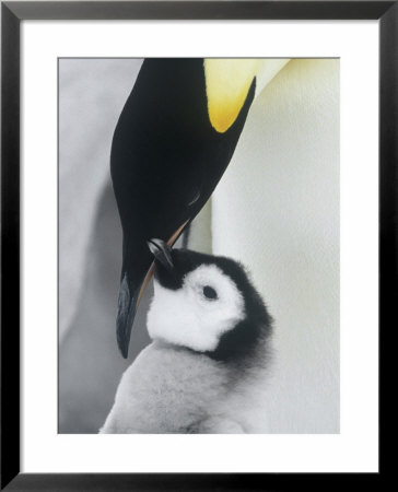 The Emperor Penguin, Atka Bay, Antarctica by Daisy Gilardini Pricing Limited Edition Print image