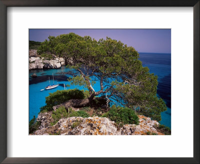 Sabina Tree Dominating Cala Macarelleta, Southern Coast, Menorca, Balearic Islands, Spain by Marco Simoni Pricing Limited Edition Print image