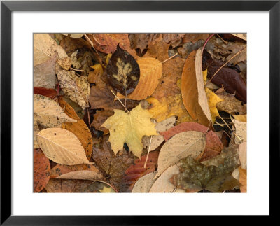 Mixture Of Warm Colored Fall Leaves On The Ground by Brian Gordon Green Pricing Limited Edition Print image