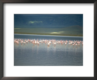 Flamingoes, Serengeti National Park, Unesco World Heritage Site, Tanzania, East Africa, Africa by Sybil Sassoon Pricing Limited Edition Print image
