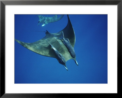 Manta Ray With Remoras, Cocos Islands, Indian Ocean by Joe Stancampiano Pricing Limited Edition Print image