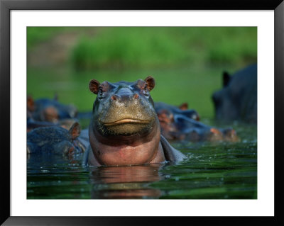 A Herd Of Hippopotamuses by Beverly Joubert Pricing Limited Edition Print image