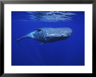 Sperm Whale, Under Surface, Azores, Portugal by Gerard Soury Pricing Limited Edition Print image