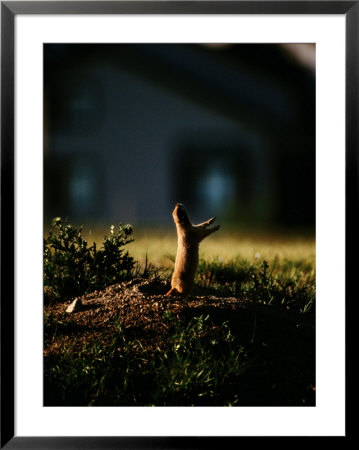 Black-Tailed Prairie Dog On Mound Near Louisville, Colorado by Raymond Gehman Pricing Limited Edition Print image