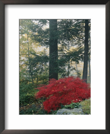 A Japanese Maple Tree by Darlyne A. Murawski Pricing Limited Edition Print image