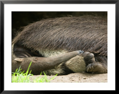 Giant Anteater At The Sunset Zoo by Joel Sartore Pricing Limited Edition Print image