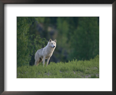 Wolf In The Wilderness Of The Northwest Territories by Paul Nicklen Pricing Limited Edition Print image