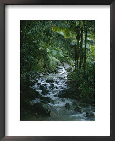 A View Of A Tropical Stream In El Yunque, Puerto Rico by Taylor S. Kennedy Pricing Limited Edition Print image