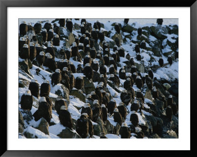 American Bald Eagles Gather On A Snow-Covered Breakwater by Norbert Rosing Pricing Limited Edition Print image