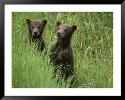 Two Grizzly Bear Cubs In Tall Grass In Katmai National Park by Michael Melford Pricing Limited Edition Print image